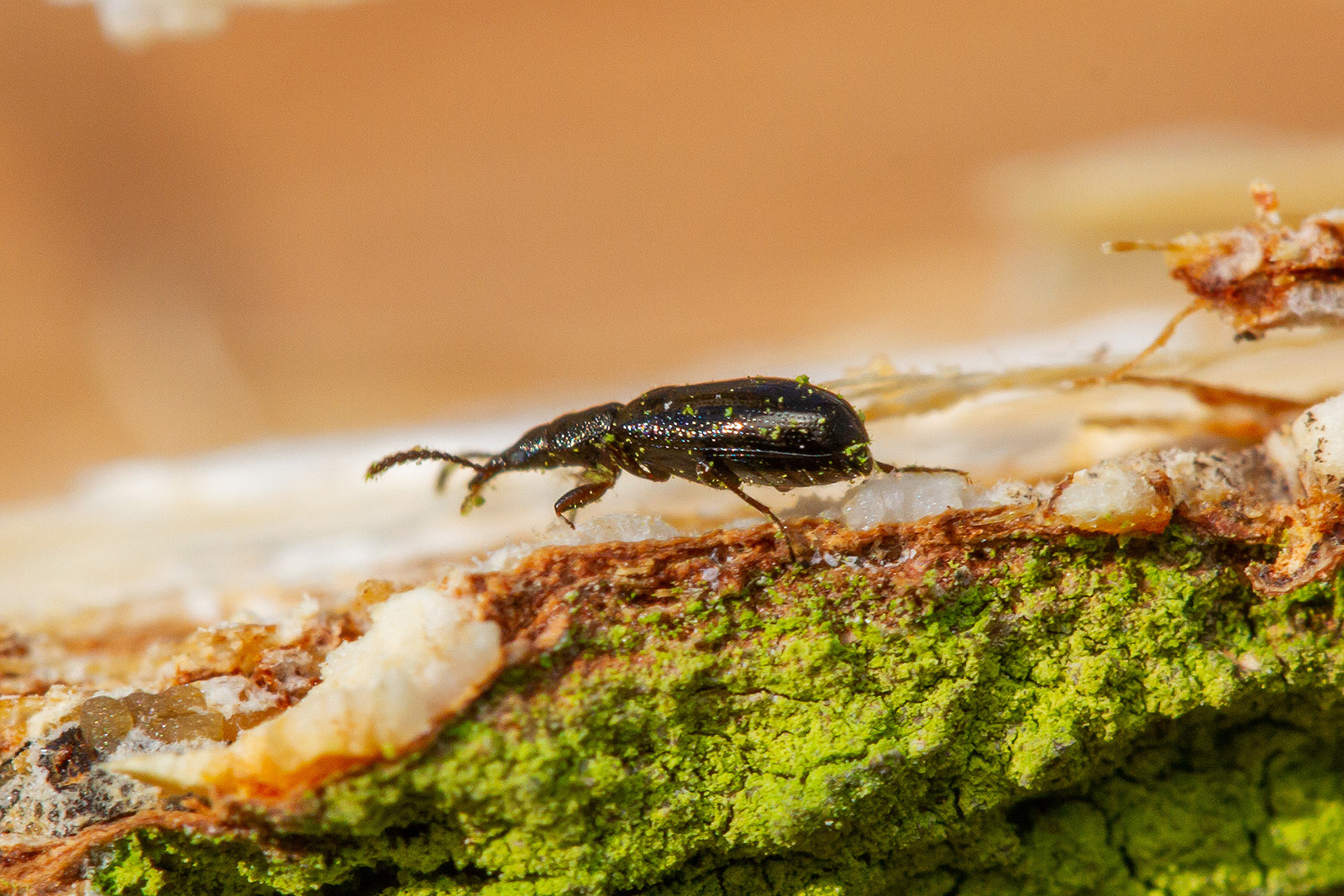 Cariderus aeneus