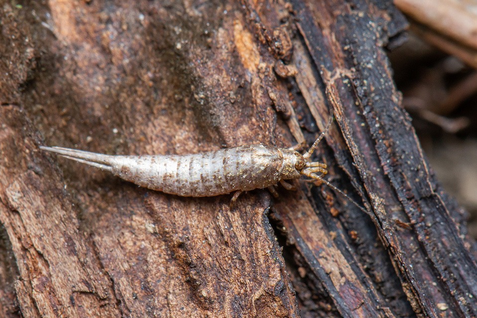 Archaeognatha - Ugróősrovarok