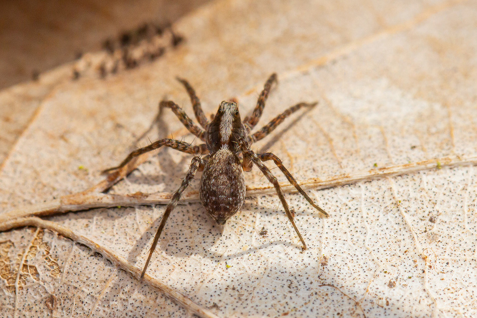 Pardosa alacris/lugubris