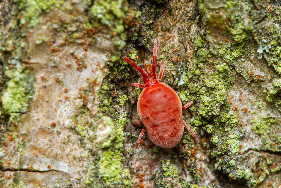 Allothrombium