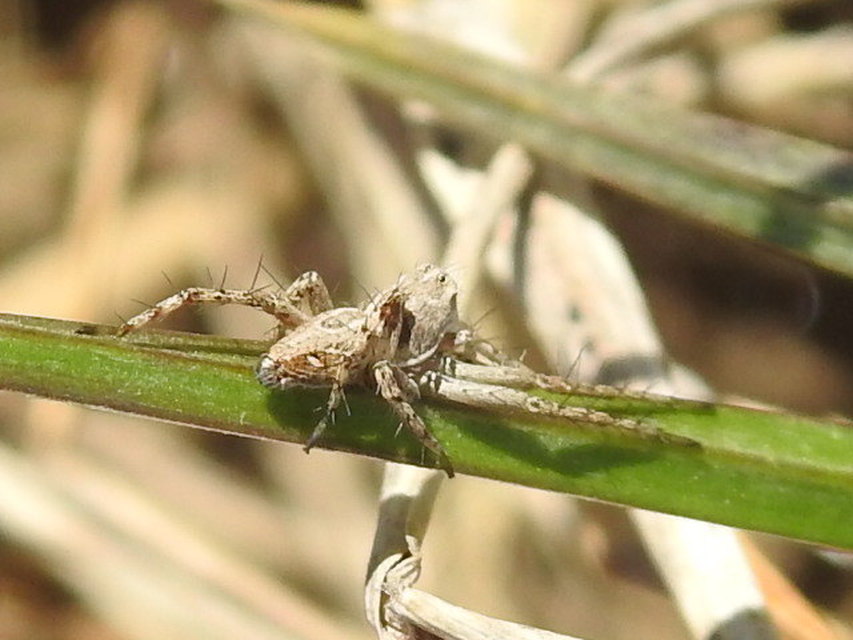 Oxyopes heterophthalmus - homoki hiúzpók