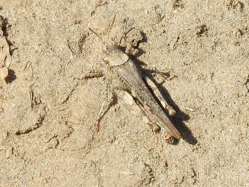 Acrotylus insubricus - önbeásósáska