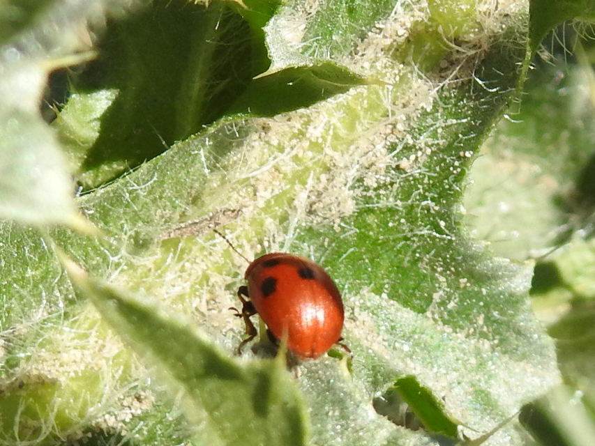 Gonioctena fornicata - közönséges lucernabogár
