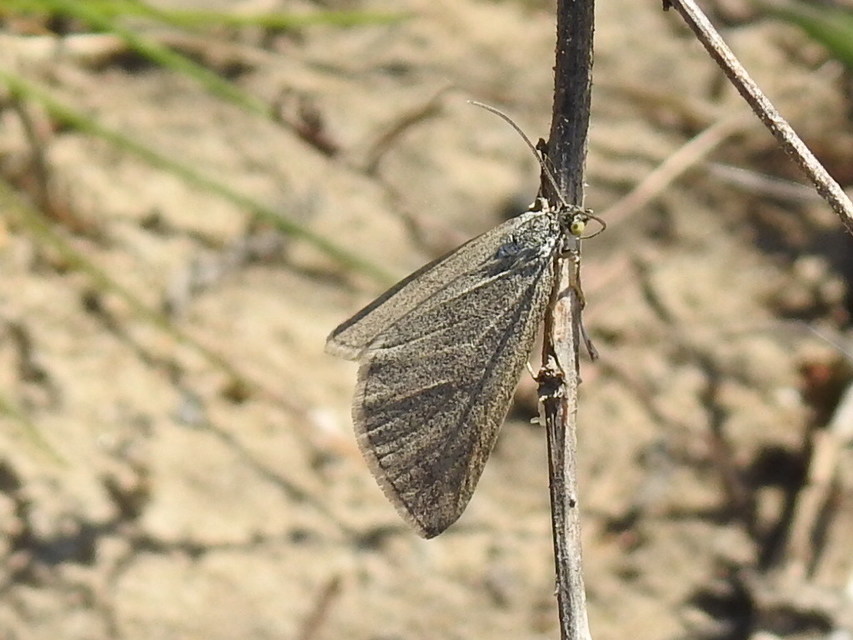 Lithostege griseata - szürke araszoló