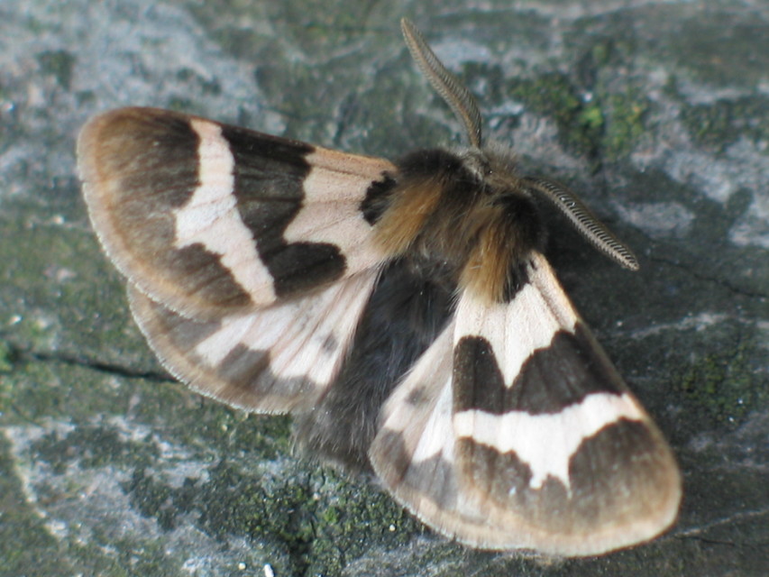 Watsonarctia deserta - tarka medvelepke