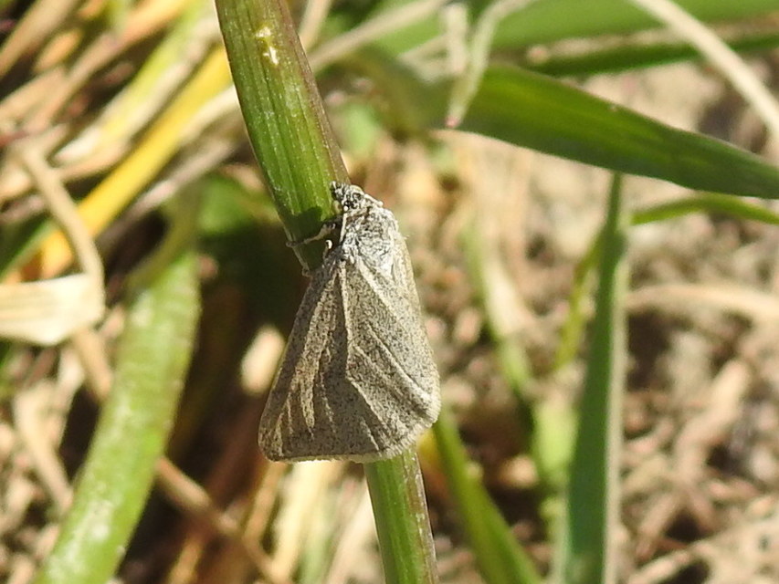Lithostege griseata - szürke araszoló