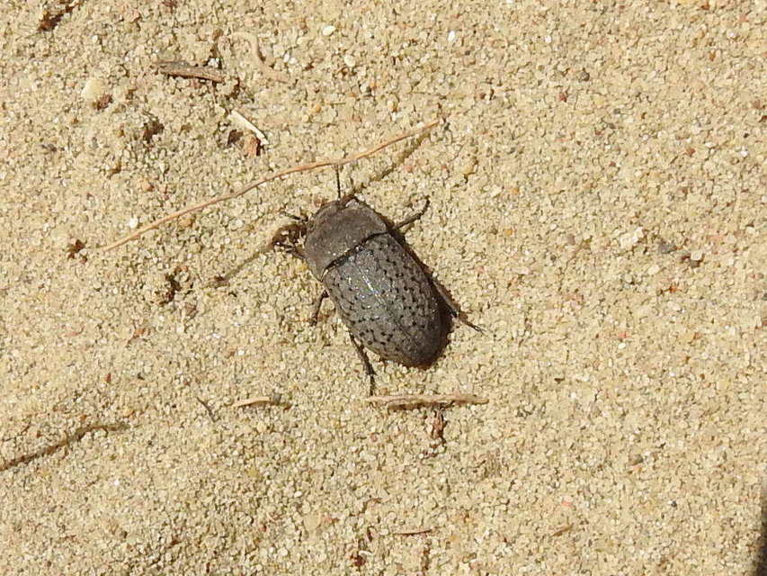 Opatrum sabulosum - sároshátú gyászbogár
