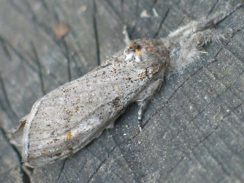 Gynaephora fascelina - vesszős szövő