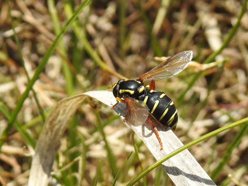 Xanthogramma citrofasciatum - korai oldalsávoslégy