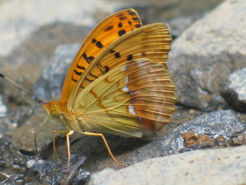 Argynnis laodice - keleti gyöngyházlepke