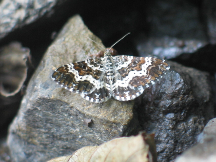 Epirrhoe tristata - gyászos tarkaaraszoló