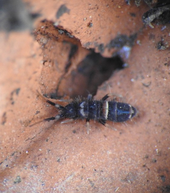 Orchesella