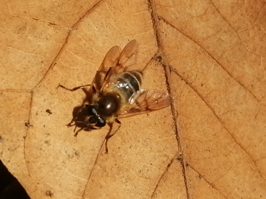 Brachypalpus