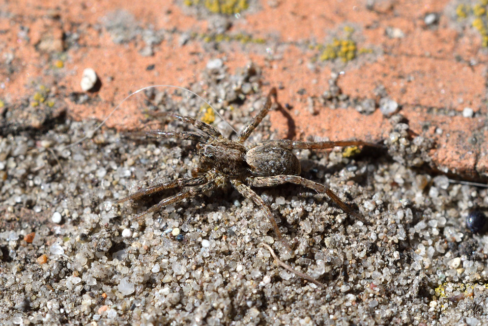 Pardosa alacris/lugubris