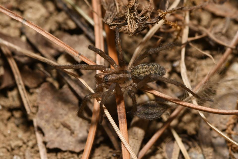 Eratigena
