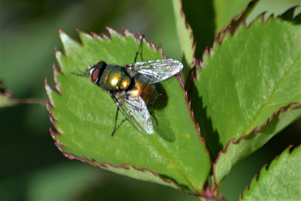 Lucilia