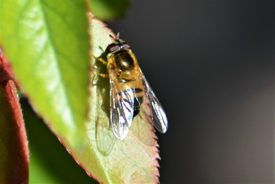 Epistrophe eligans - változékony rétizengőlégy