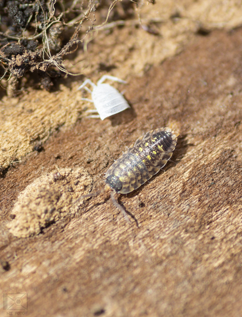 Porcellio spinicornis Porcellio spinicornis