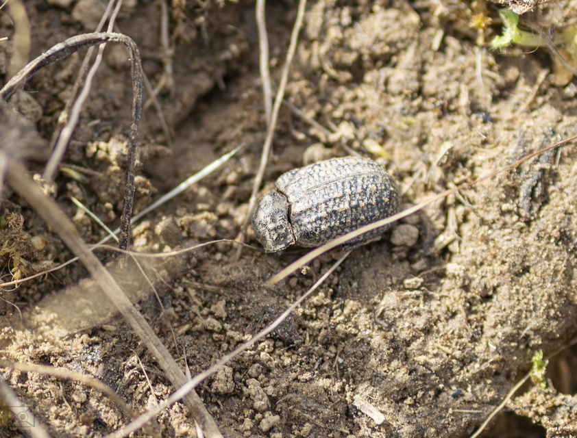 Trox sabulosus - közönséges irhabogár