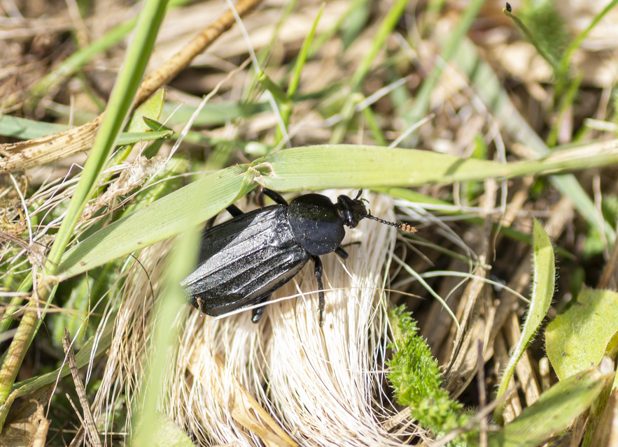 Necrodes littoralis - nagy dögbogár