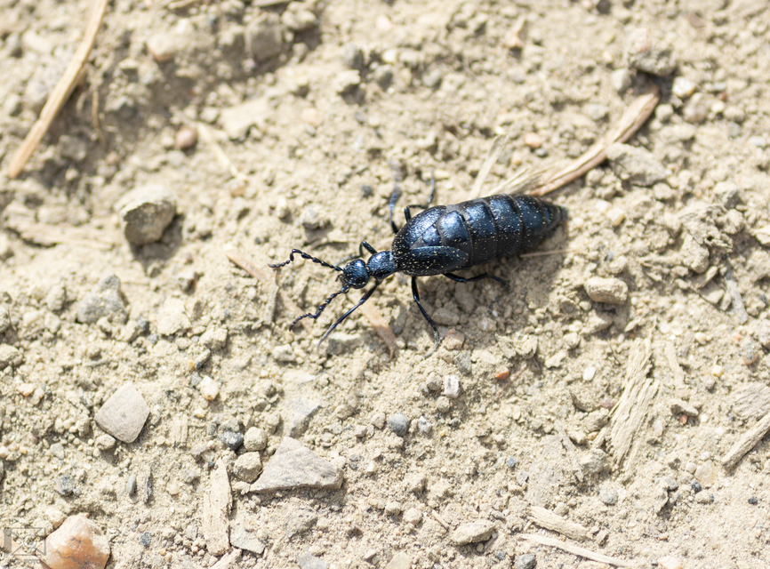 Meloe violaceus - kék nünüke