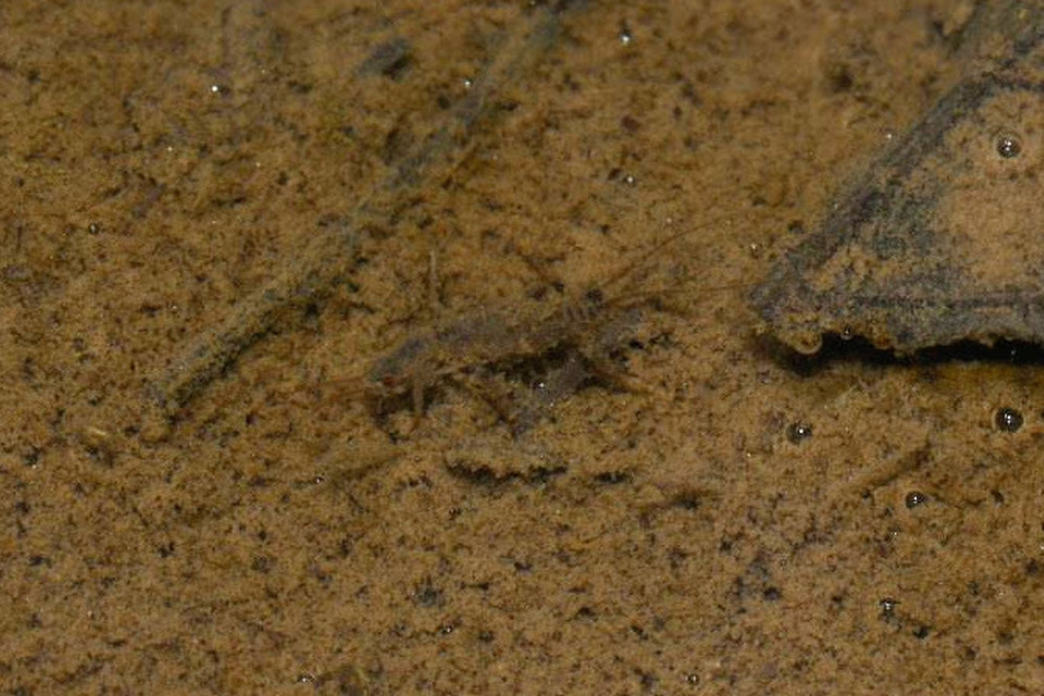 Plecoptera - Álkérészek
