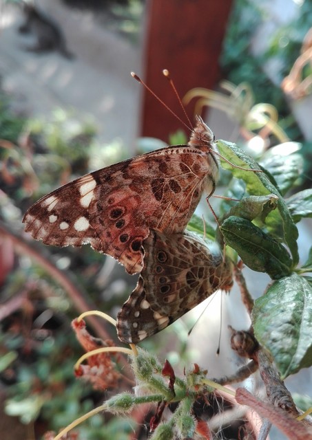 Vanessa cardui - bogáncslepke