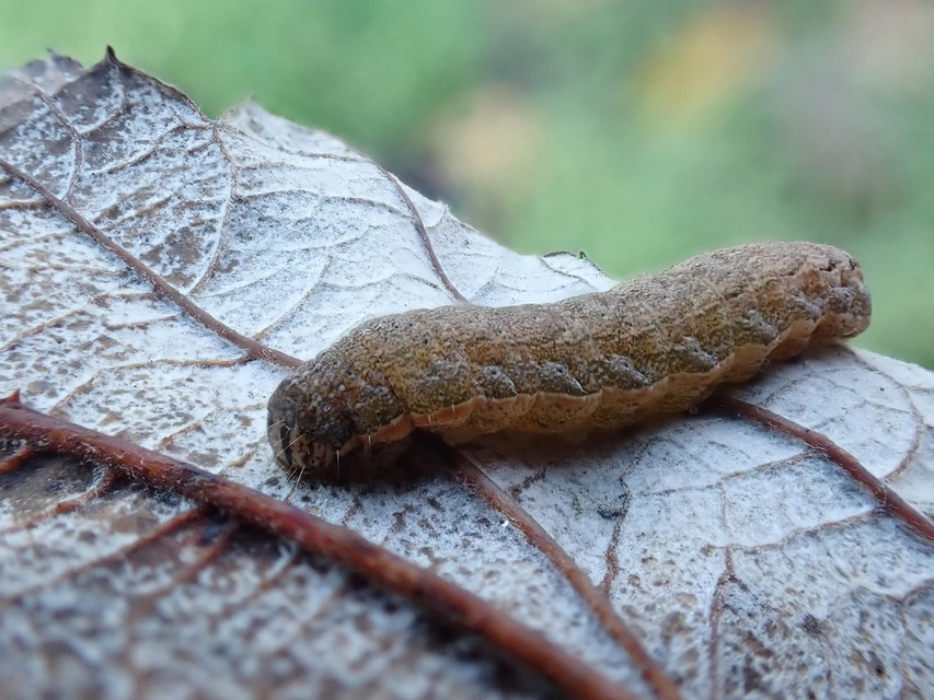 Noctuidae - bagolylepkék