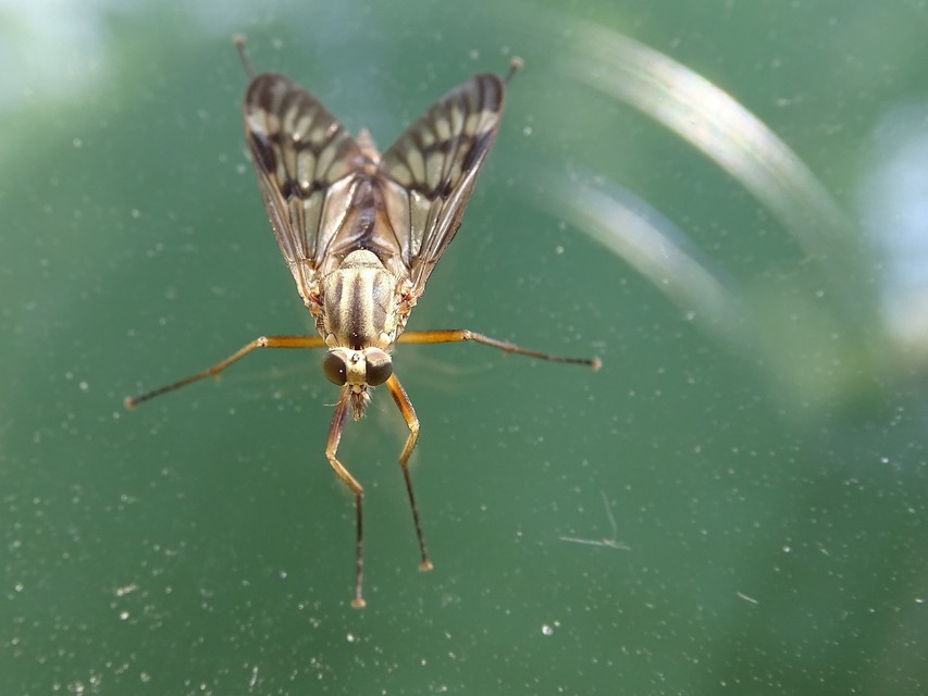 Rhagio scolopaceus - nagy kószalégy