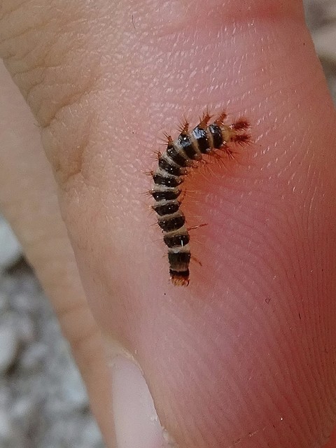 Drilus concolor - fekete csigabogár