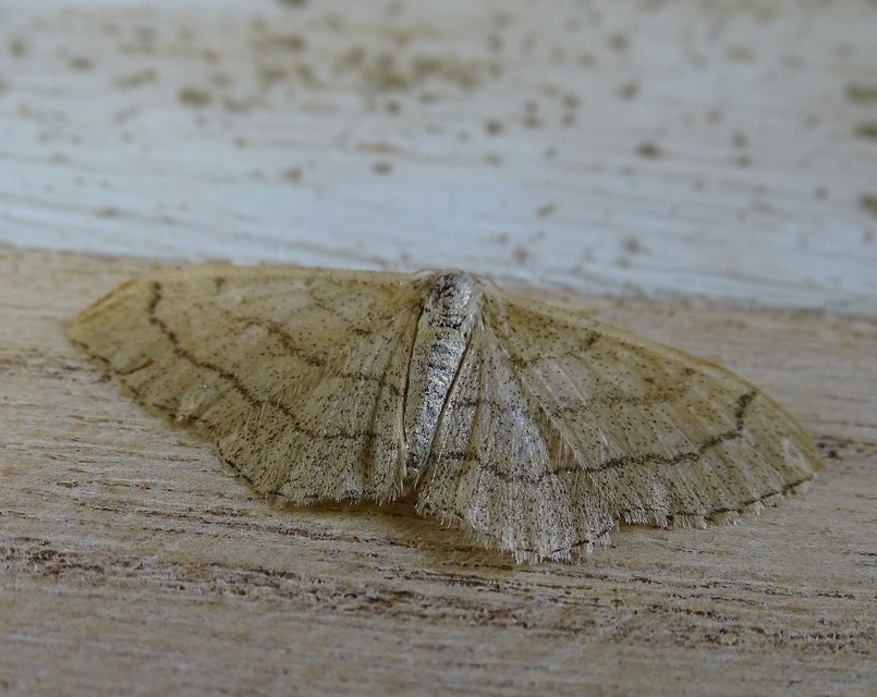 Idaea aversata - nagy sávosaraszoló