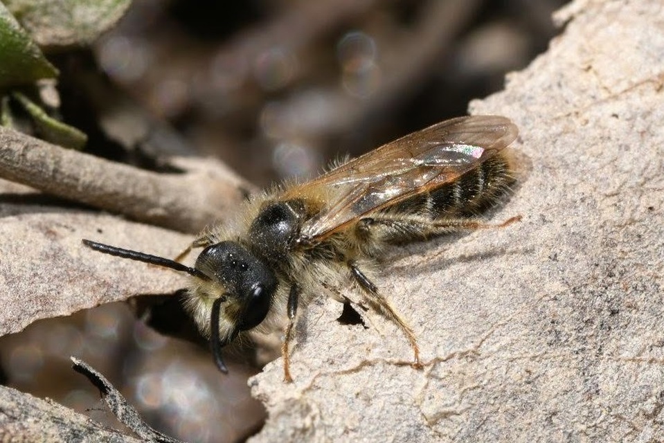 Andrena