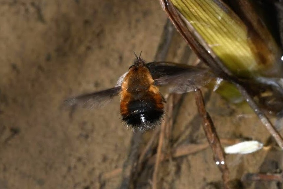Bombylius discolor - feketefarú pöszörlégy