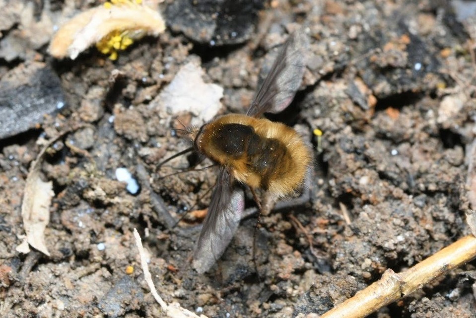 Bombylius major - szegélyes pöszörlégy