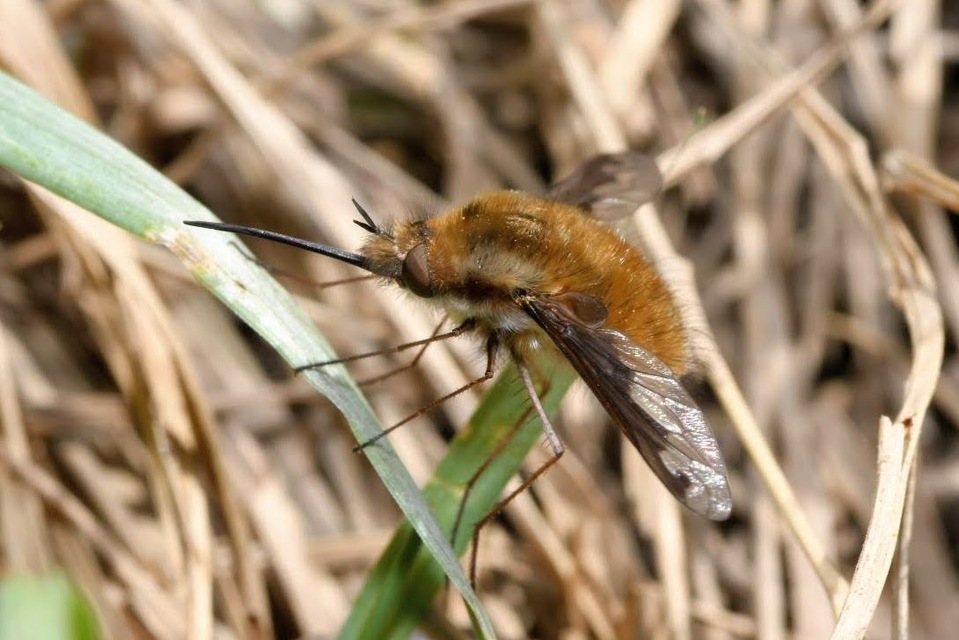 Bombylius major - szegélyes pöszörlégy