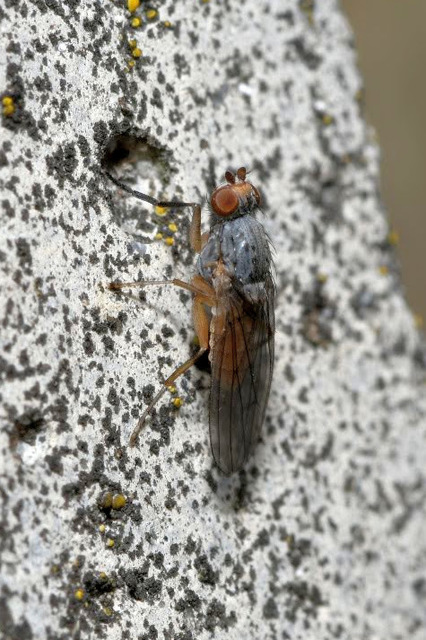 Tephrochlamys