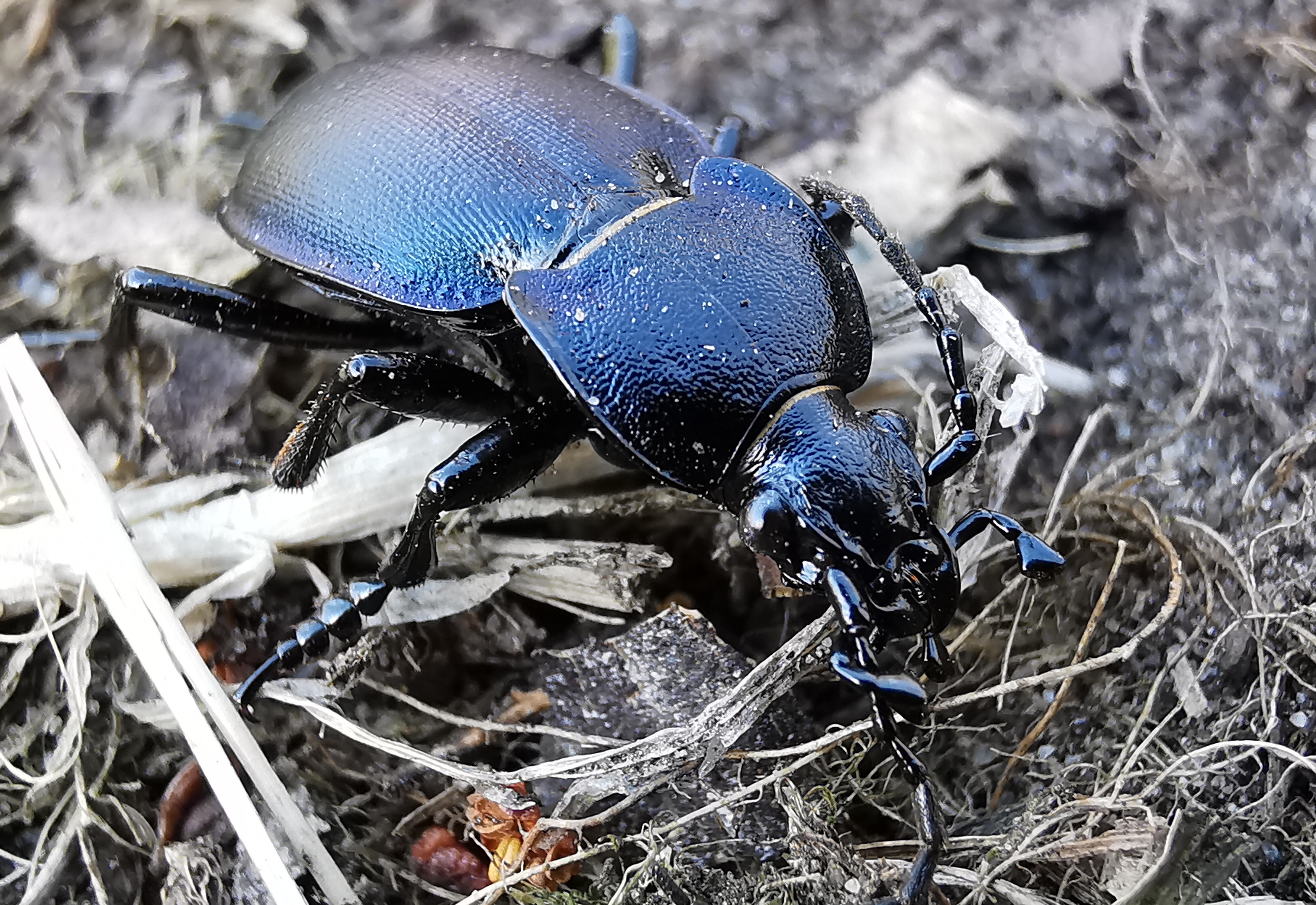 Carabus convexus simplicipennis - kárpáti selymes futrinka