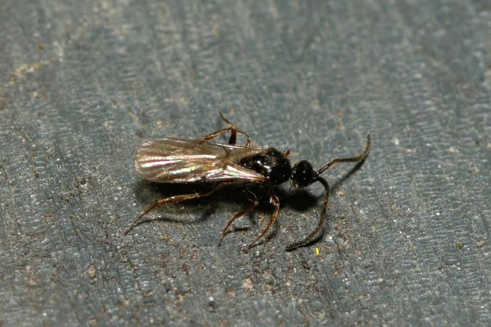 Zygota