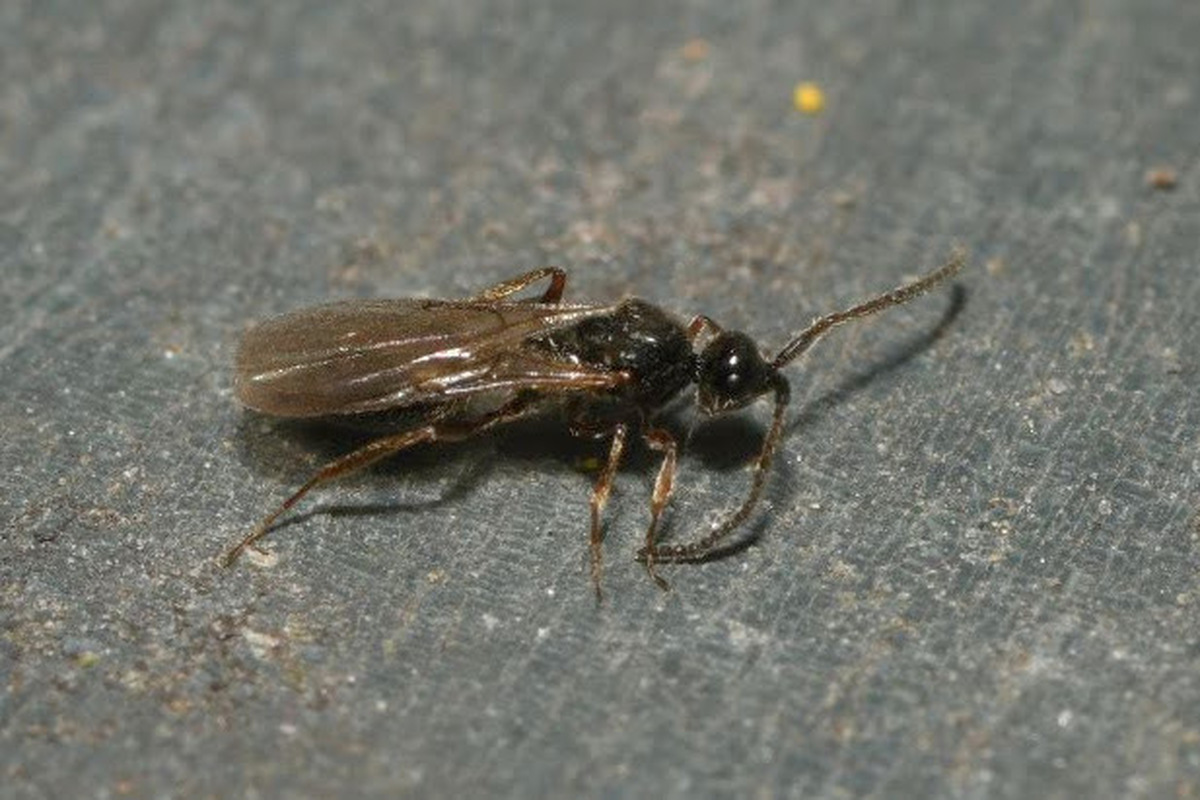 Zygota