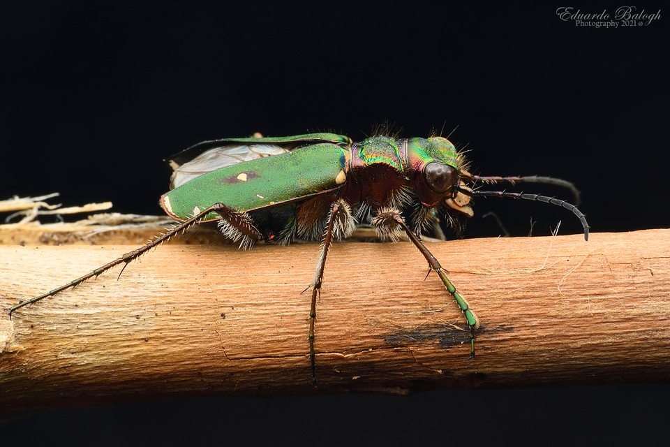Cicindela campestris - mezei homokfutrinka