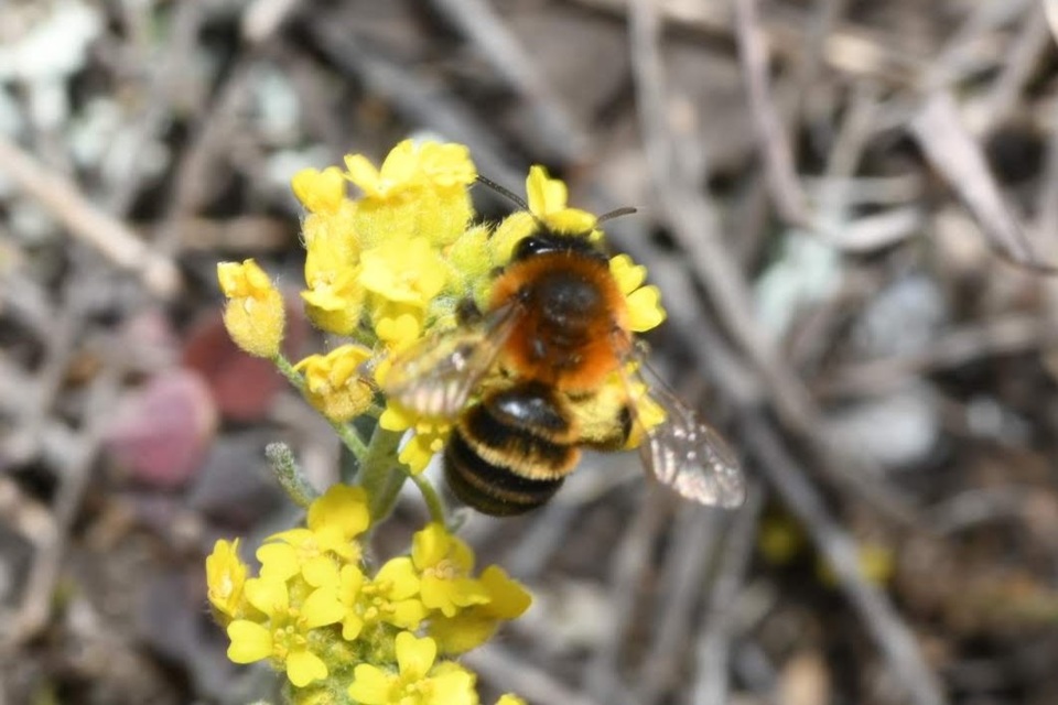Anthophora