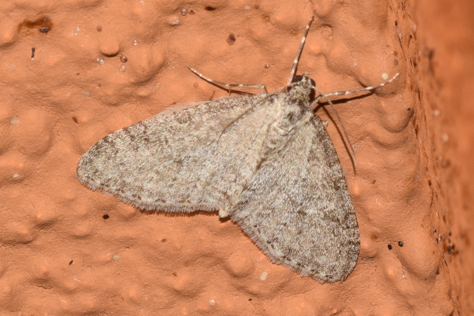 Trichopteryx carpinata - nyárfa-lebenyesaraszoló