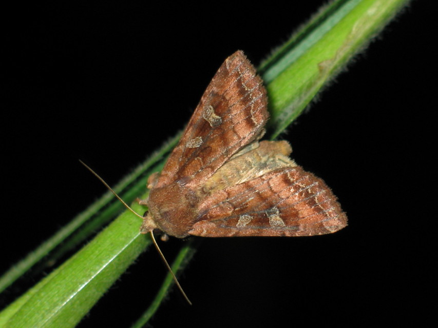 Lacanobia splendens - mocsári kertibagoly