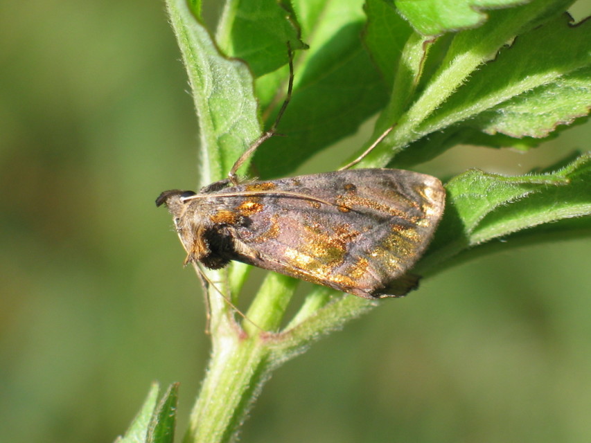 Lamprotes c-aureum - c-betűs aranybagoly