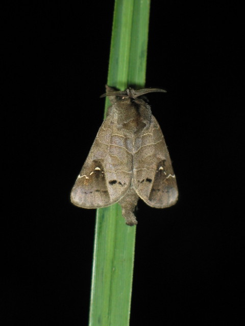 Clostera anachoreta - tarka levélszövő