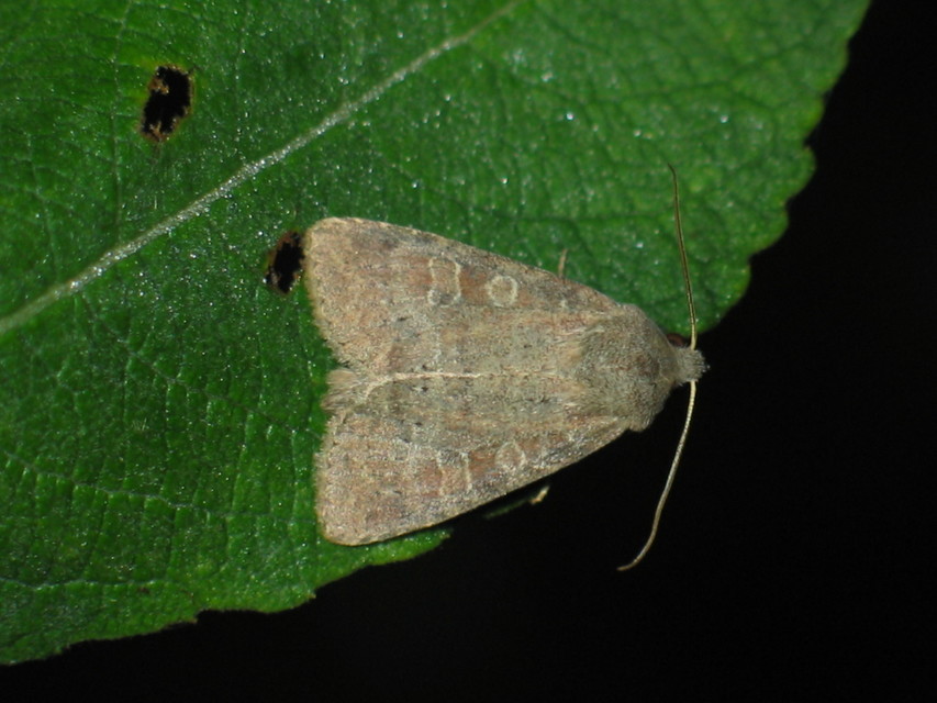 Parastichtis suspecta - sötét erdeibagoly