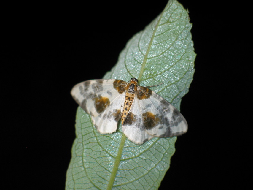 Abraxas sylvata - sárgafoltos araszoló