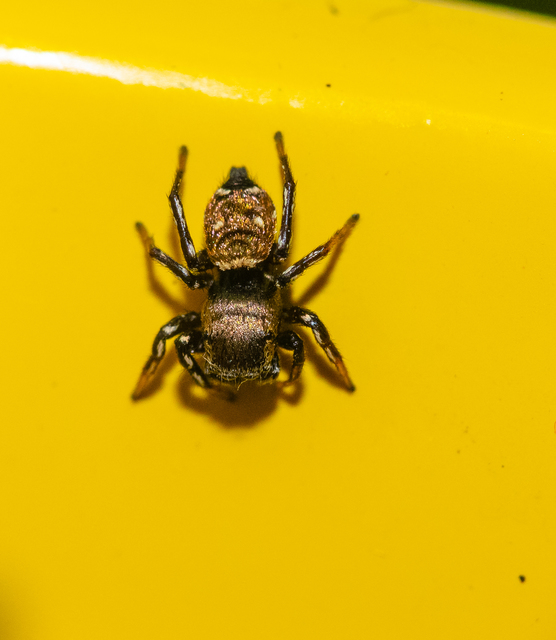 Heliophanus kochii - négypettyes ugrópók