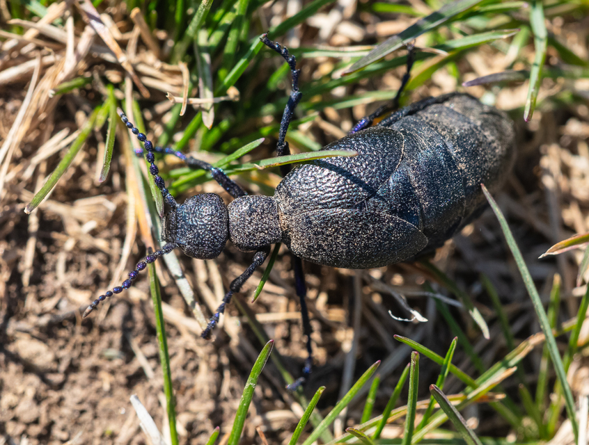 Meloe proscarabaeus - közönséges nünüke