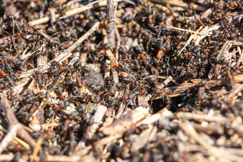Formica pratensis - réti vöröshangya
